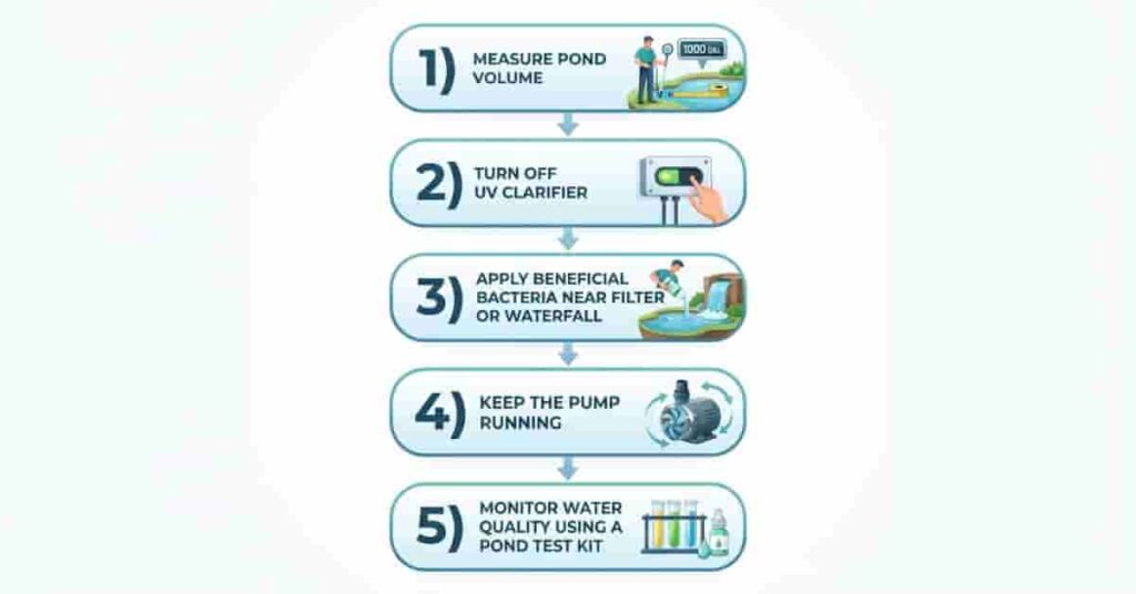 Step-by-step infographic showing how to add beneficial bacteria to a pond correctly.