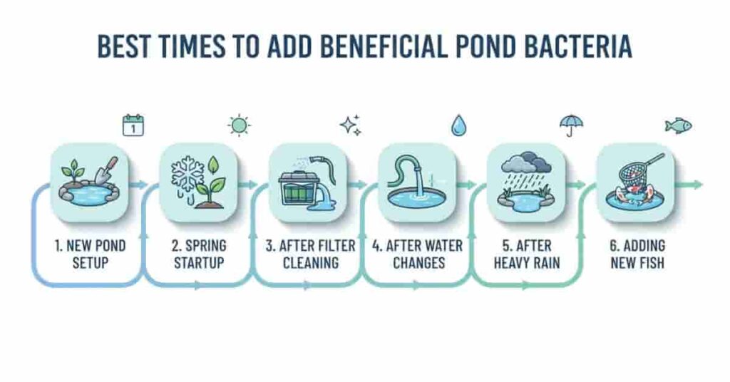 Timeline infographic showing the best times to add beneficial bacteria to a pond throughout the year.