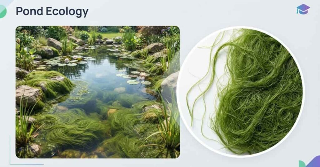 Blanket weed forming dense green mats of tangled filamentous algae in a pond